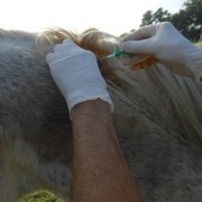 Signaler et pucer son cheval