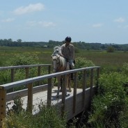 Faire labelliser son cheval