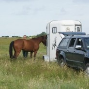 Transport du cheval