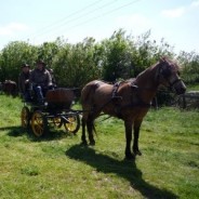 Attelage et licence.