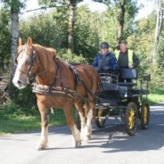 Journée Nationale de l’attelage