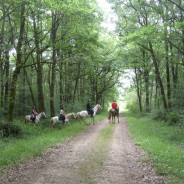 Le 5 Mai Randonnée du Muguet sur Mervent 85200