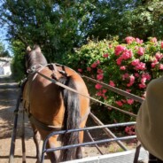 Randonnée le dimanche 26 Avril sur Fougeré 85480 GPS : 46.67000,-1.21871