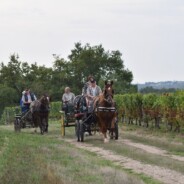Randonnée Equestre Dimanche 6 septembre départ la Couture 85320 route du Booth Coordonnées gps: 46°31&rsquo;09.3&Prime;N 1°15&rsquo;50.3&Prime;W