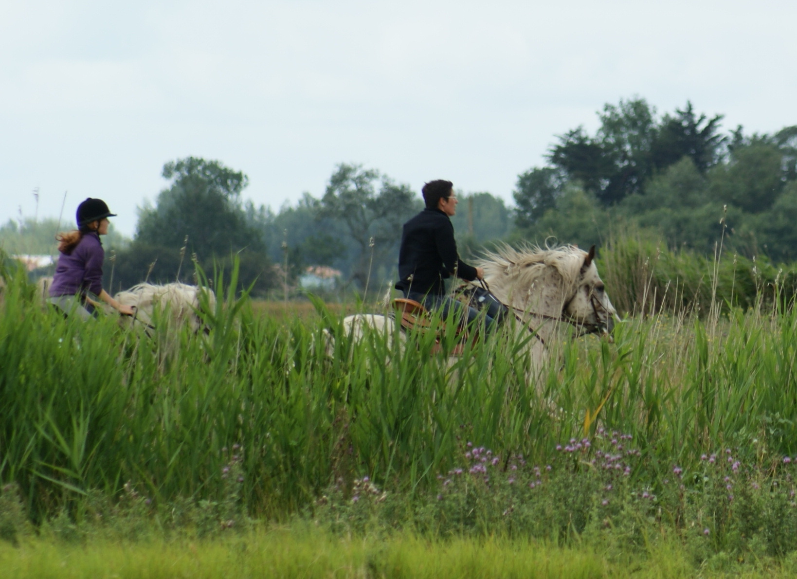 balade equestre dans le marais de sallertaine