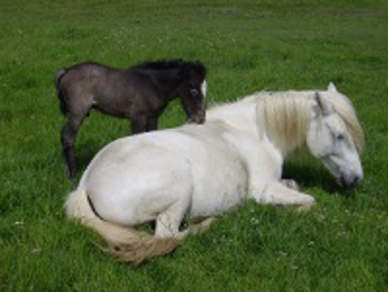 pouliniere-Camargue