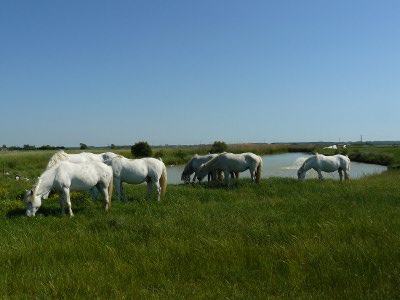troupeau-chevaux-Camargue