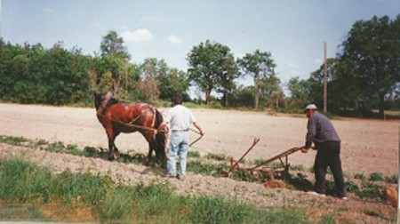 portraitjmcharpentreau-labour-cheval
