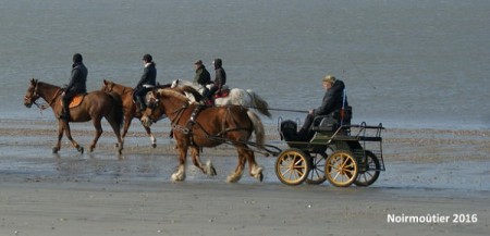 M.Milcendeau Noirmoutier 2016-2