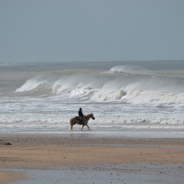 Réglementation : Accès des chevaux au littoral